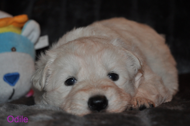 Fotos/Willow 2013/week 3/Odile3.jpg