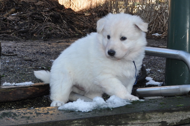 Fotos/Willow 2013/week 5/Oscar5.jpg
