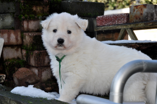 Fotos/Willow 2013/week 5/otis5.jpg