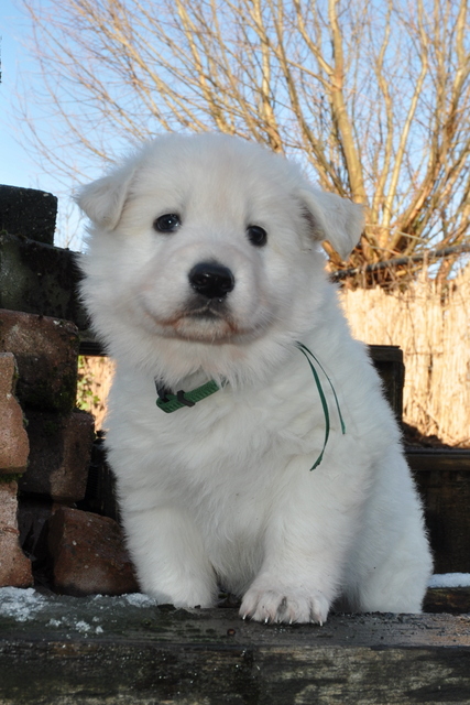 Fotos/Willow 2013/week 5/otis5s.jpg