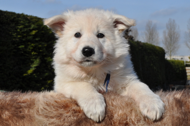 Fotos/Willow 2013/week 6/Oscar7.jpg