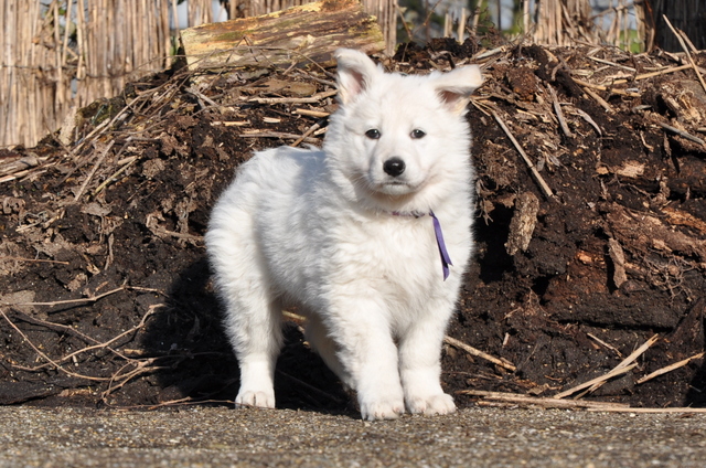 Fotos/Willow 2013/week 7/Ouzy7.jpg